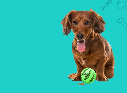 Happy dog with toy