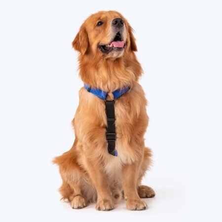 HUFT Basics Dog H-Harness - Cobalt Blue
